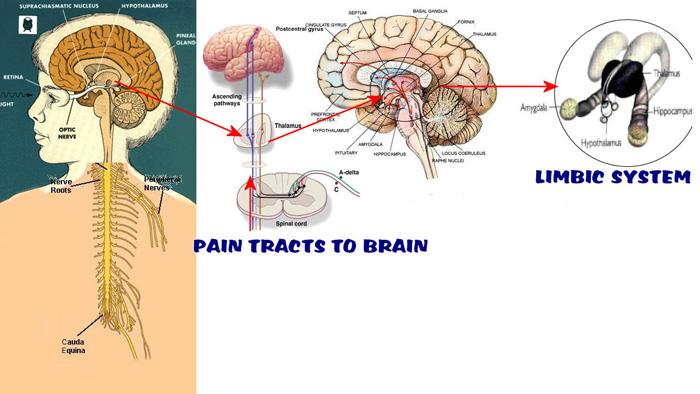 Lower-level pain pathways